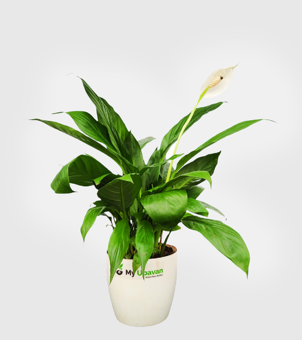 Peace Lily