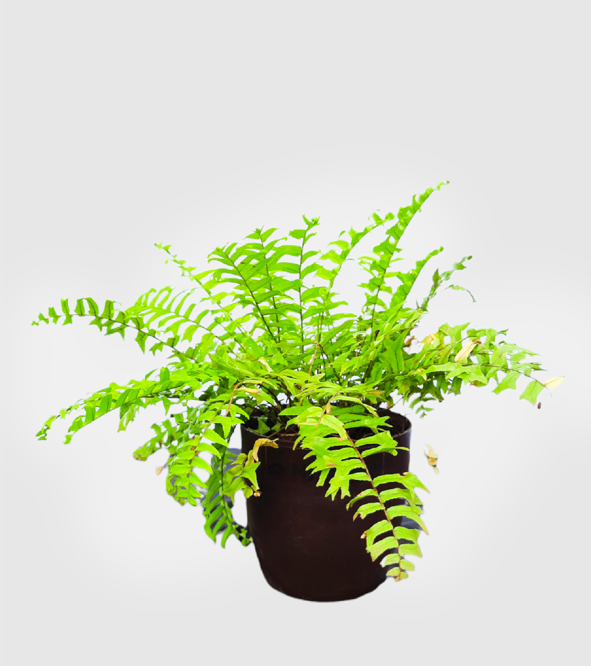 Golden Fern Plant