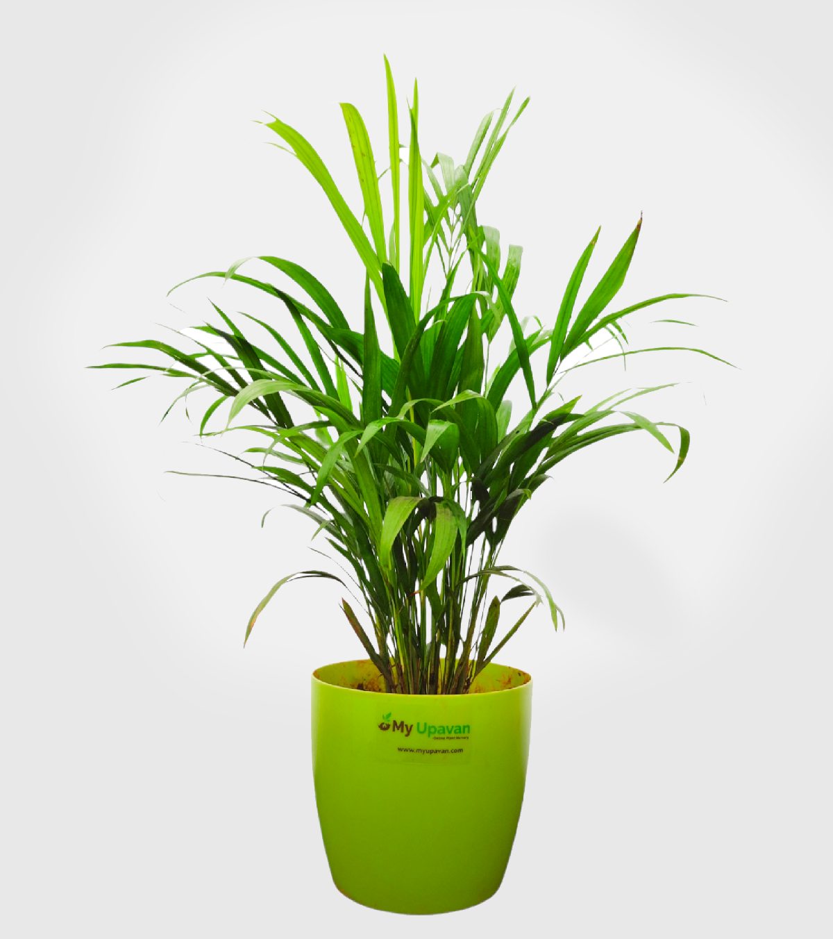 Areca Palm Plant