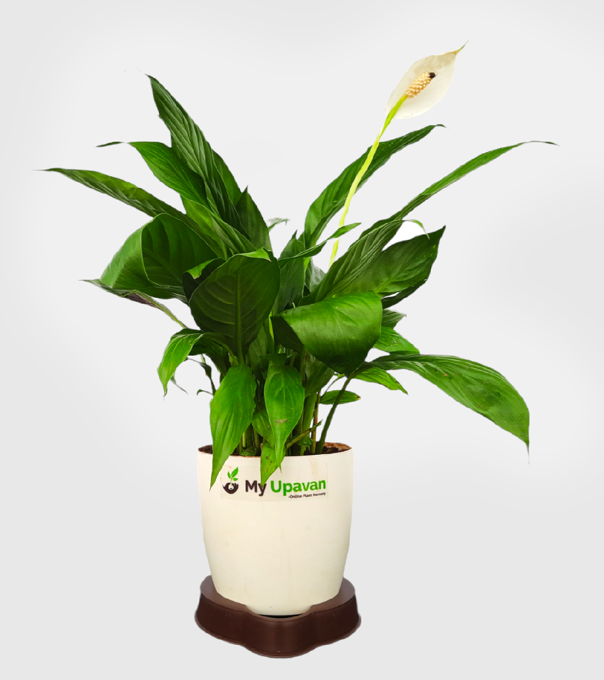 Peace Lily