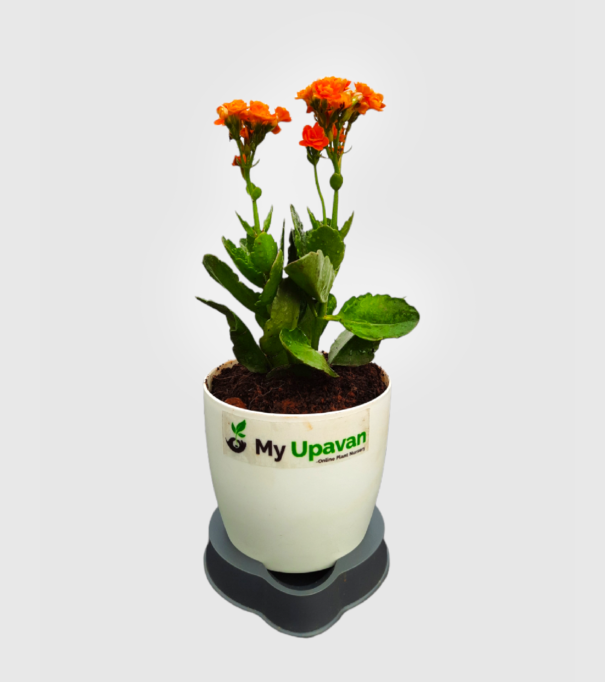 Kalanchoe Plant - Orange