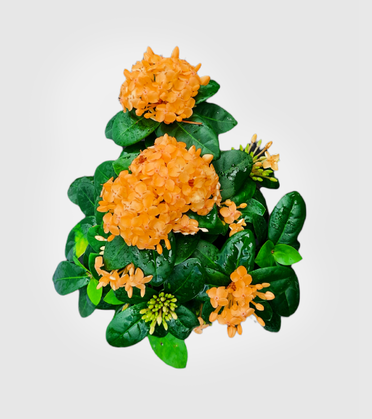 Ixora [Rugmini] Plant - Dark Orange