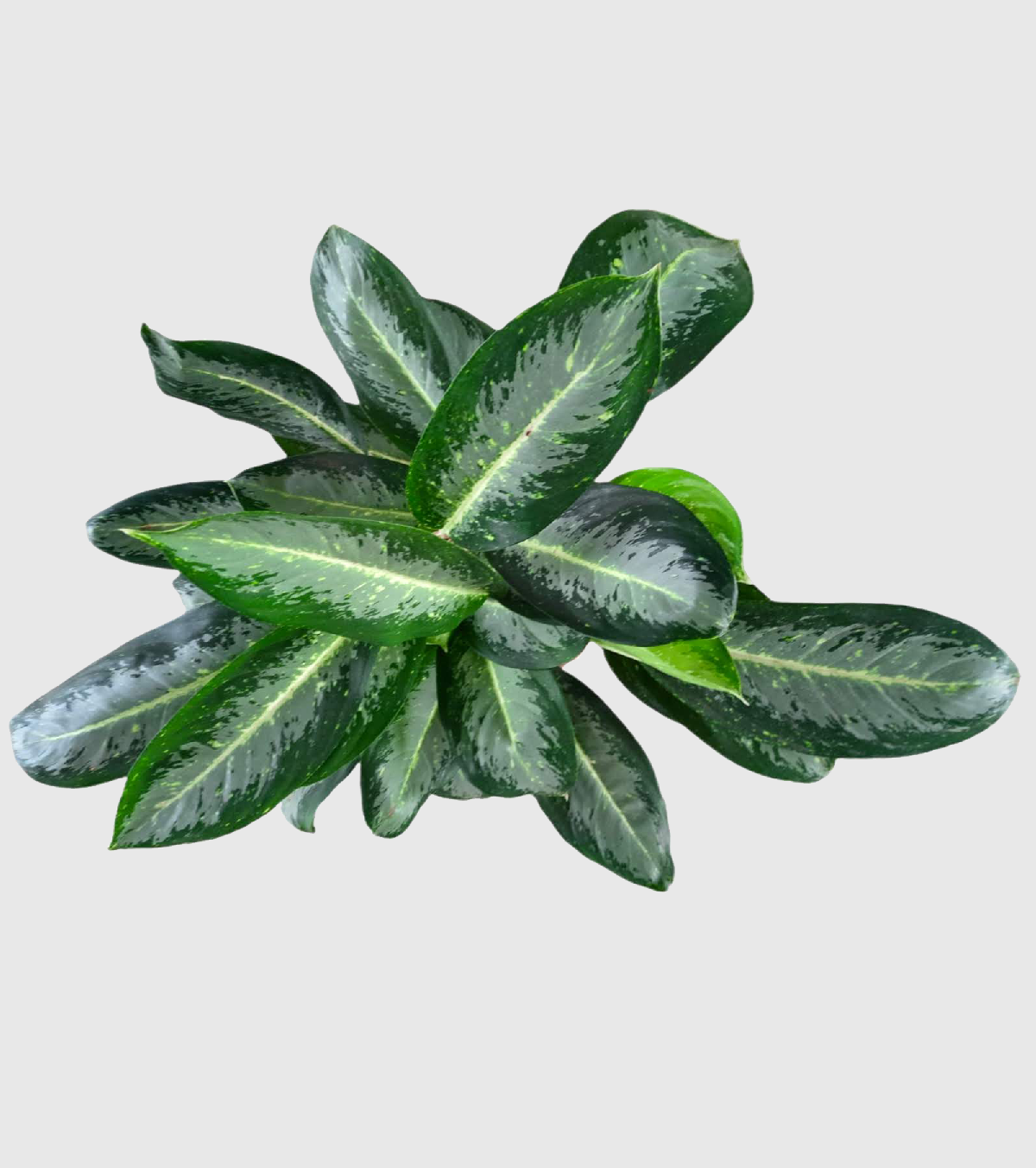 Aglaonema Pearl Plant