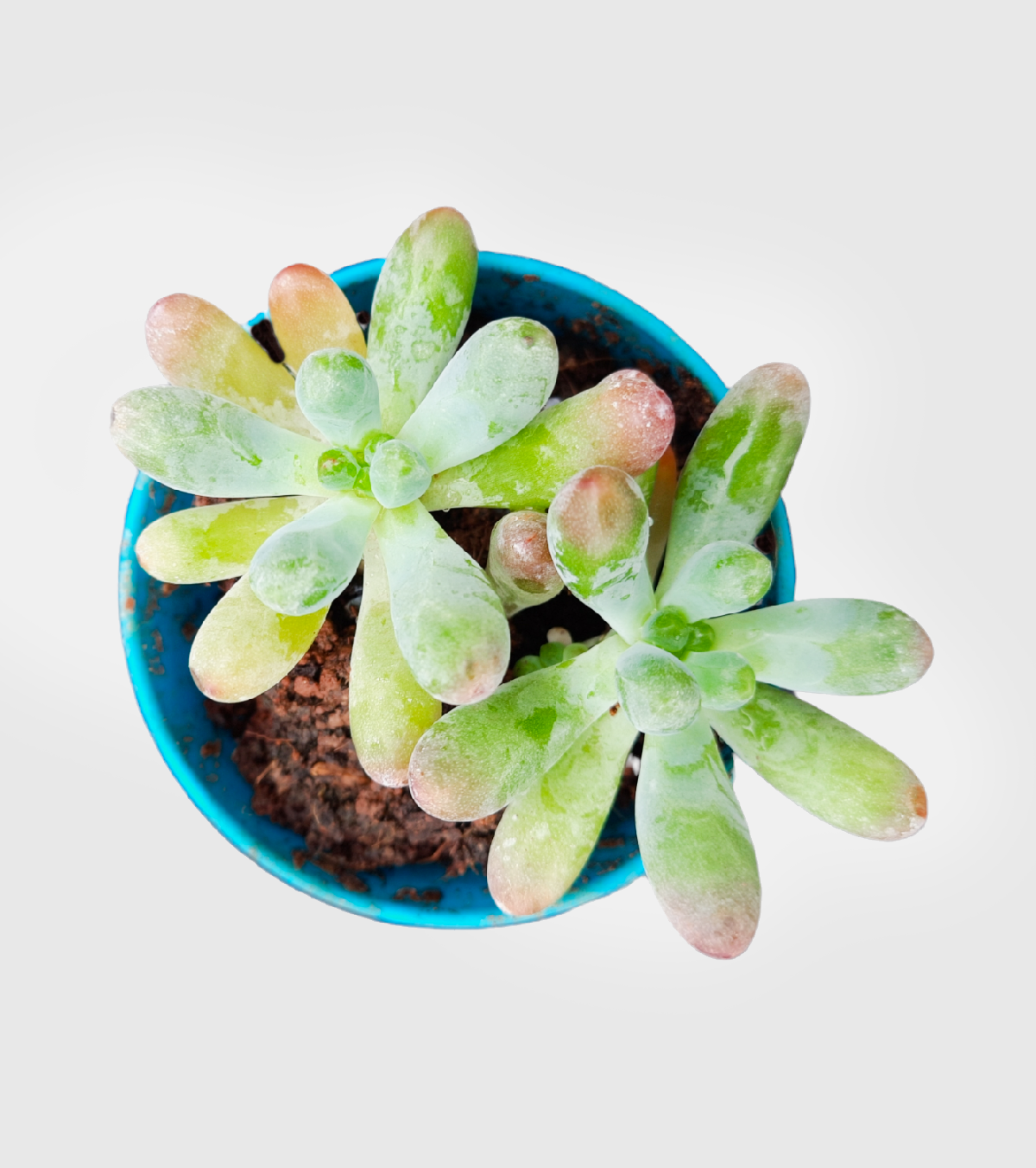 Sedum Rubrotinctum Plant