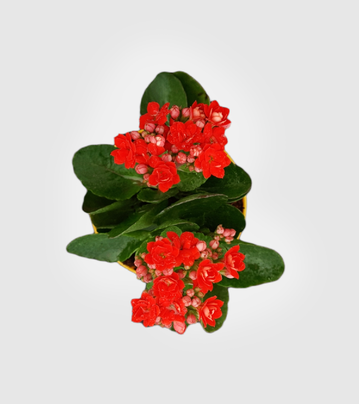 Kalanchoe Plant - Red