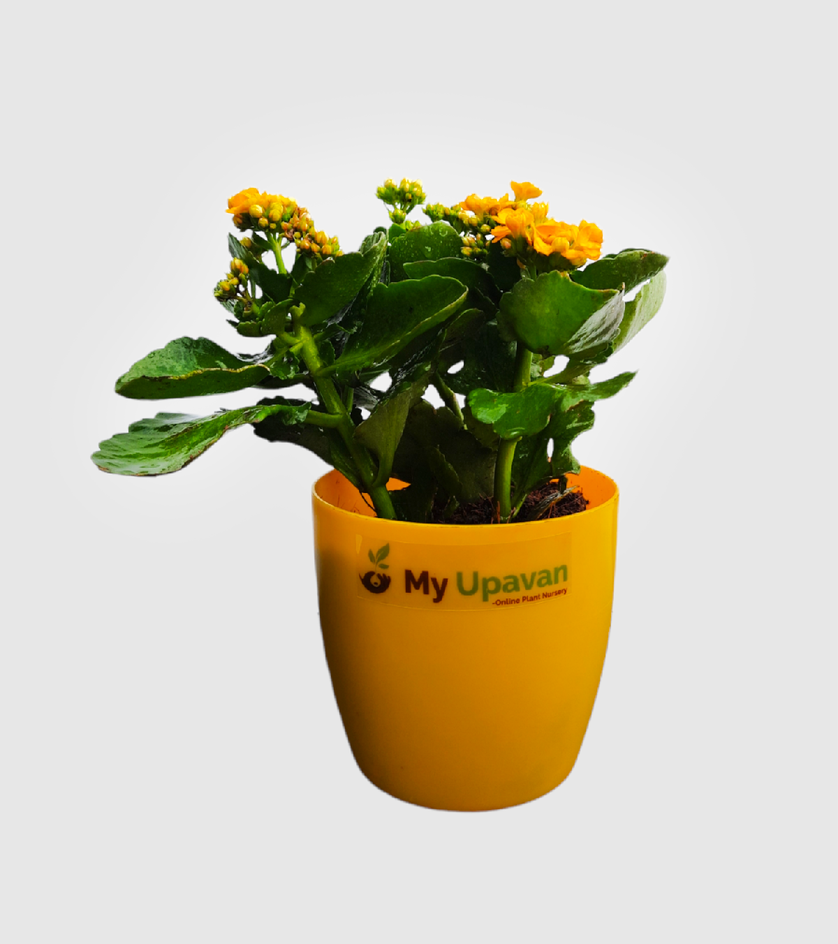 Kalanchoe Plant - Yellow