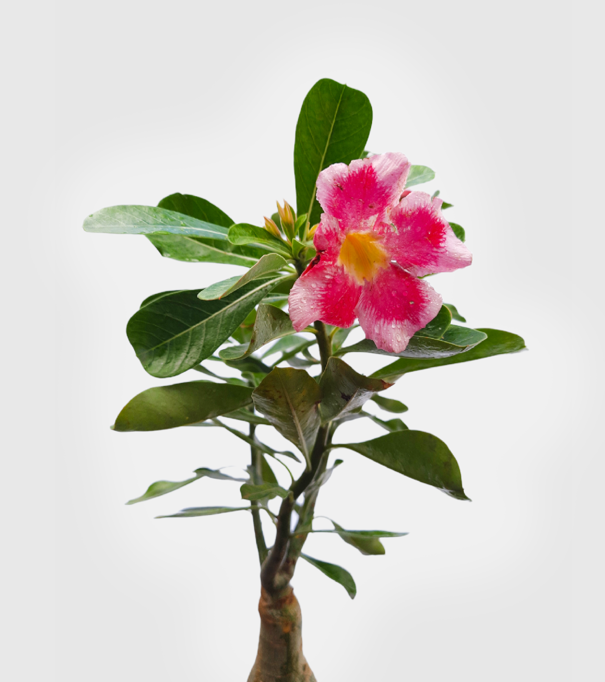 Adenium Pink Plant