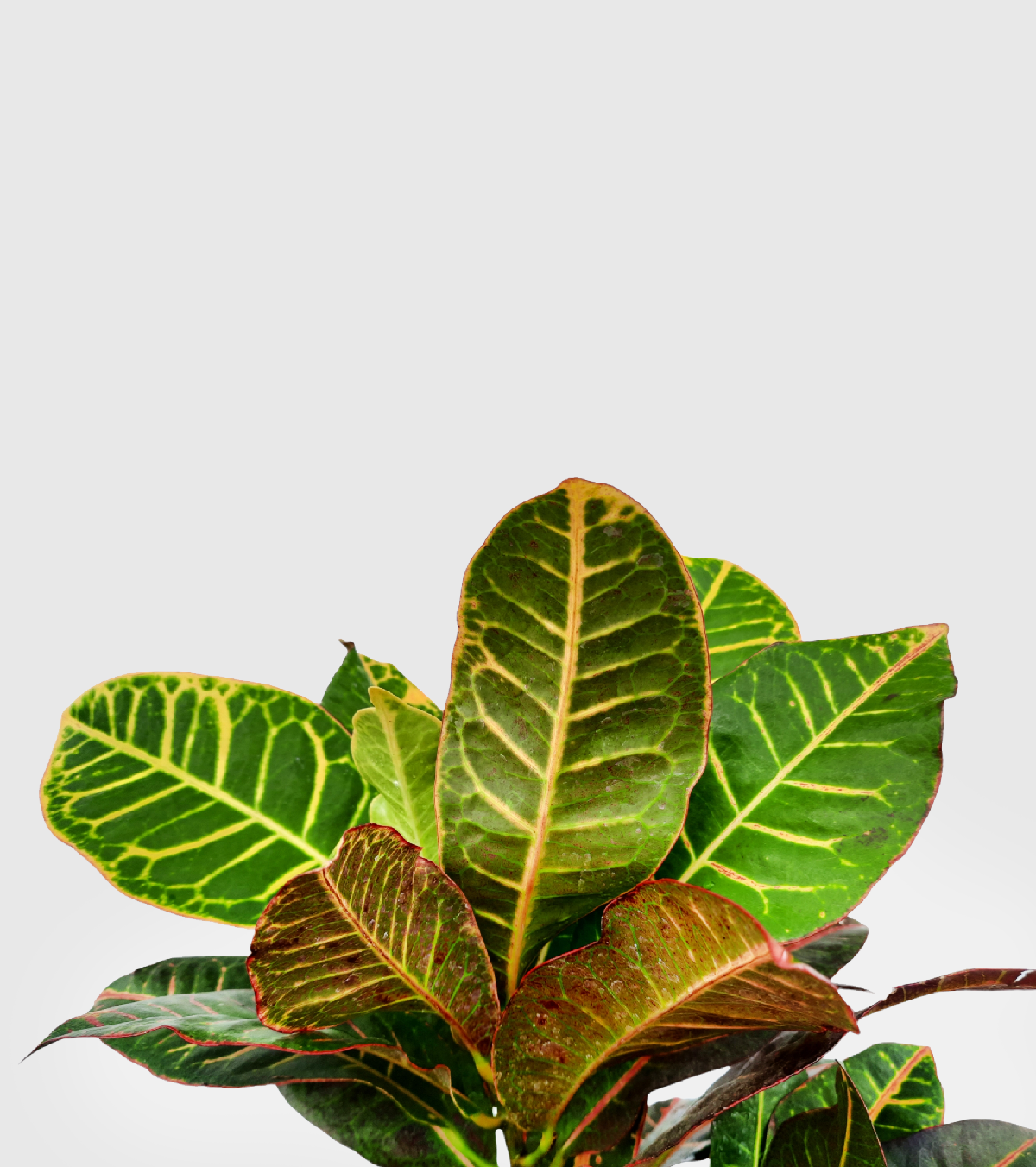 Croton Petra Plant