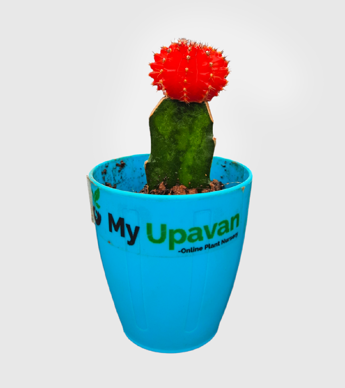 Moon Cactus Red