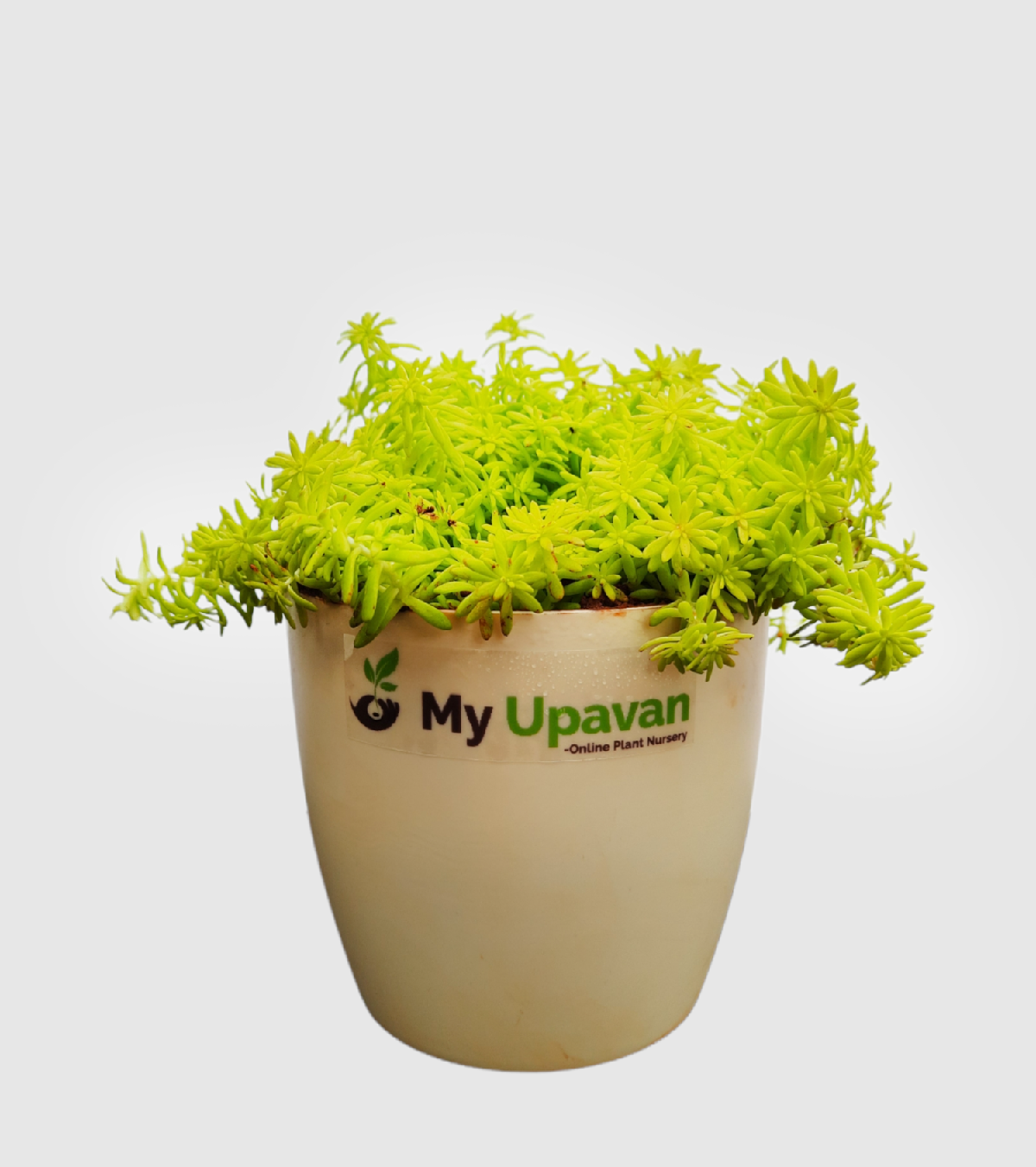 Golden Sedum Plant - Medium