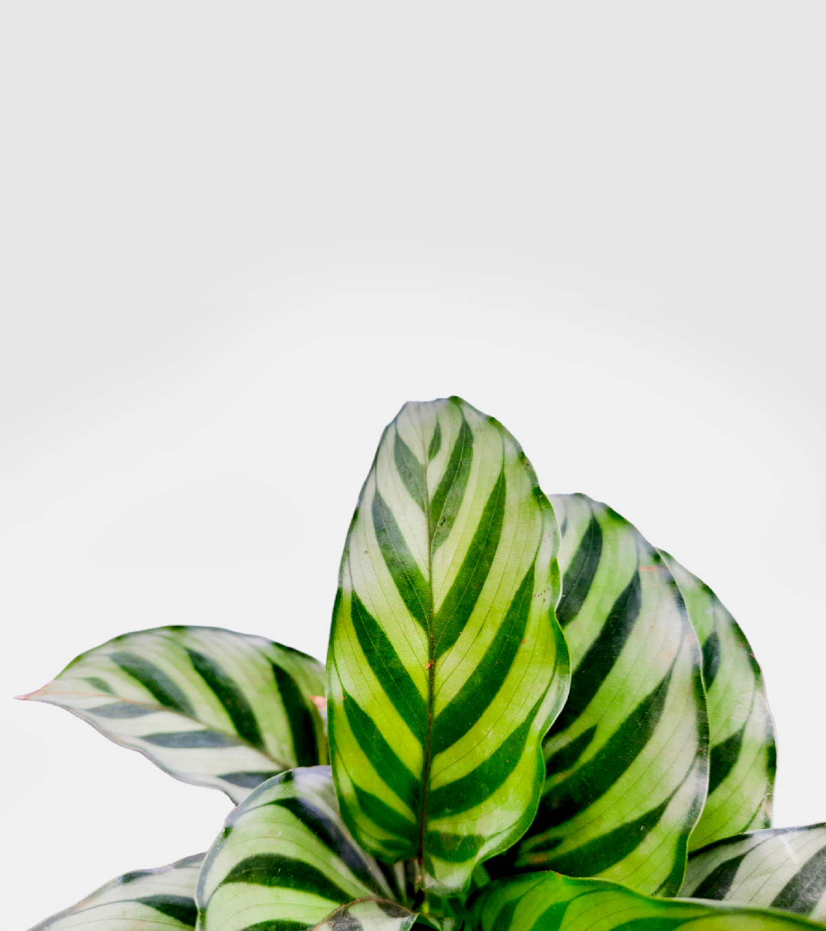 Calathea Setosa Plant-medium