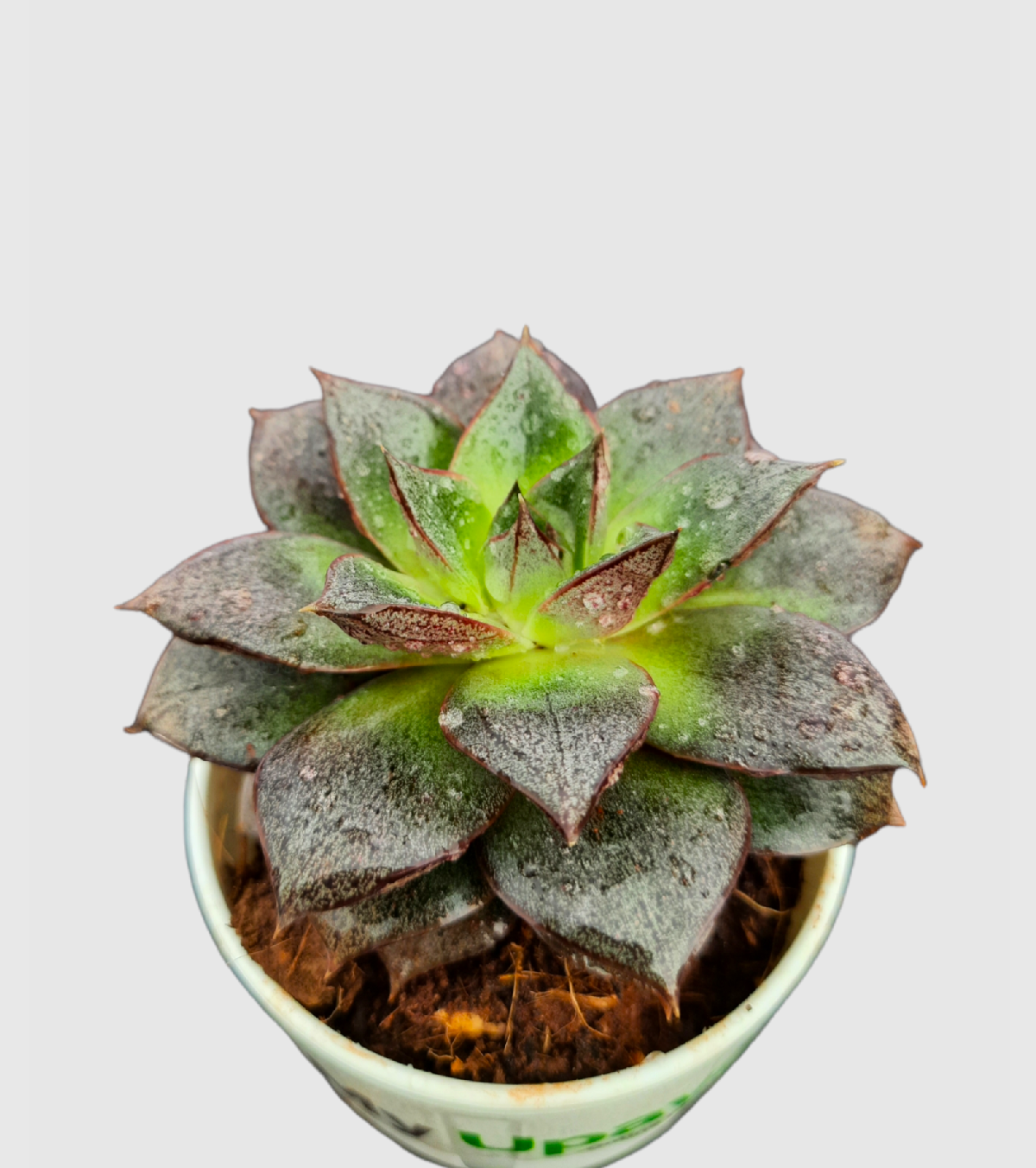 Echeveria Lotus Chinensis Plant