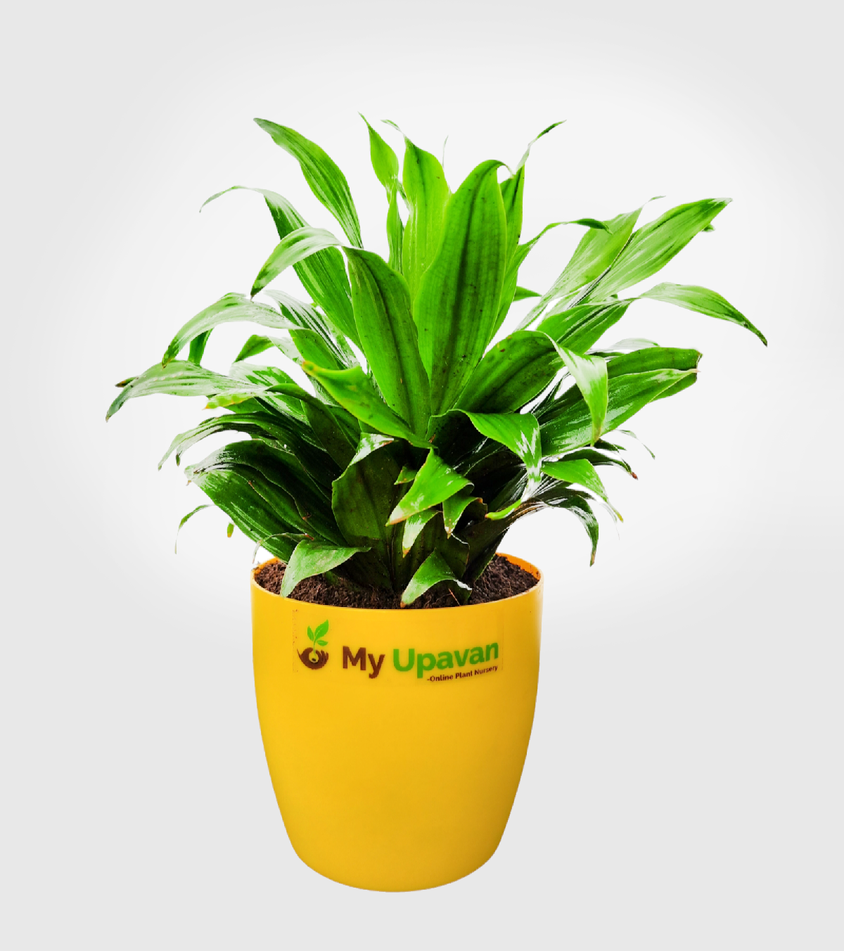 Dracaena Compacta Plant