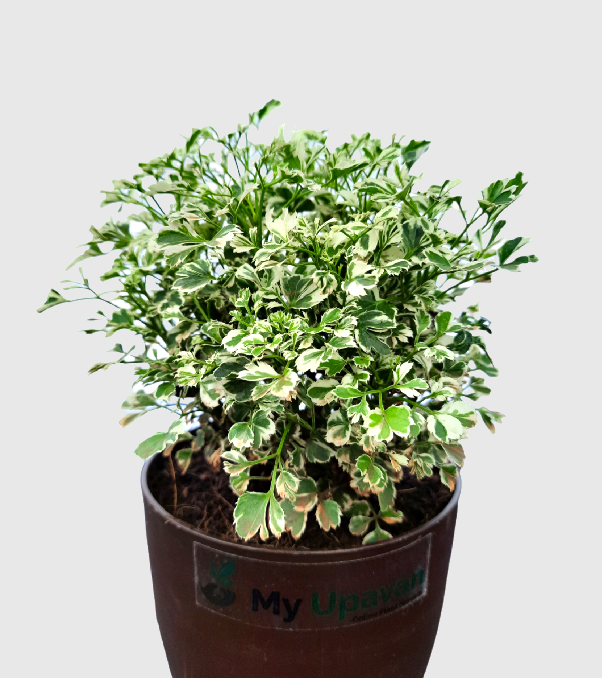 Aralia Variegated White Plant- Mini