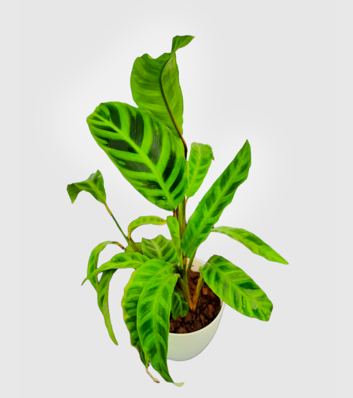 Calathea Zebrina Plant-Medium