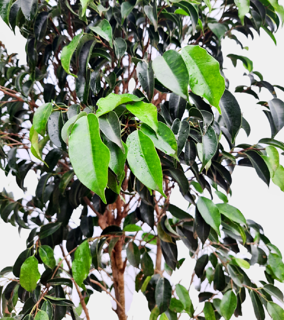 Ficus Benjamina / Weeping Fig Plant