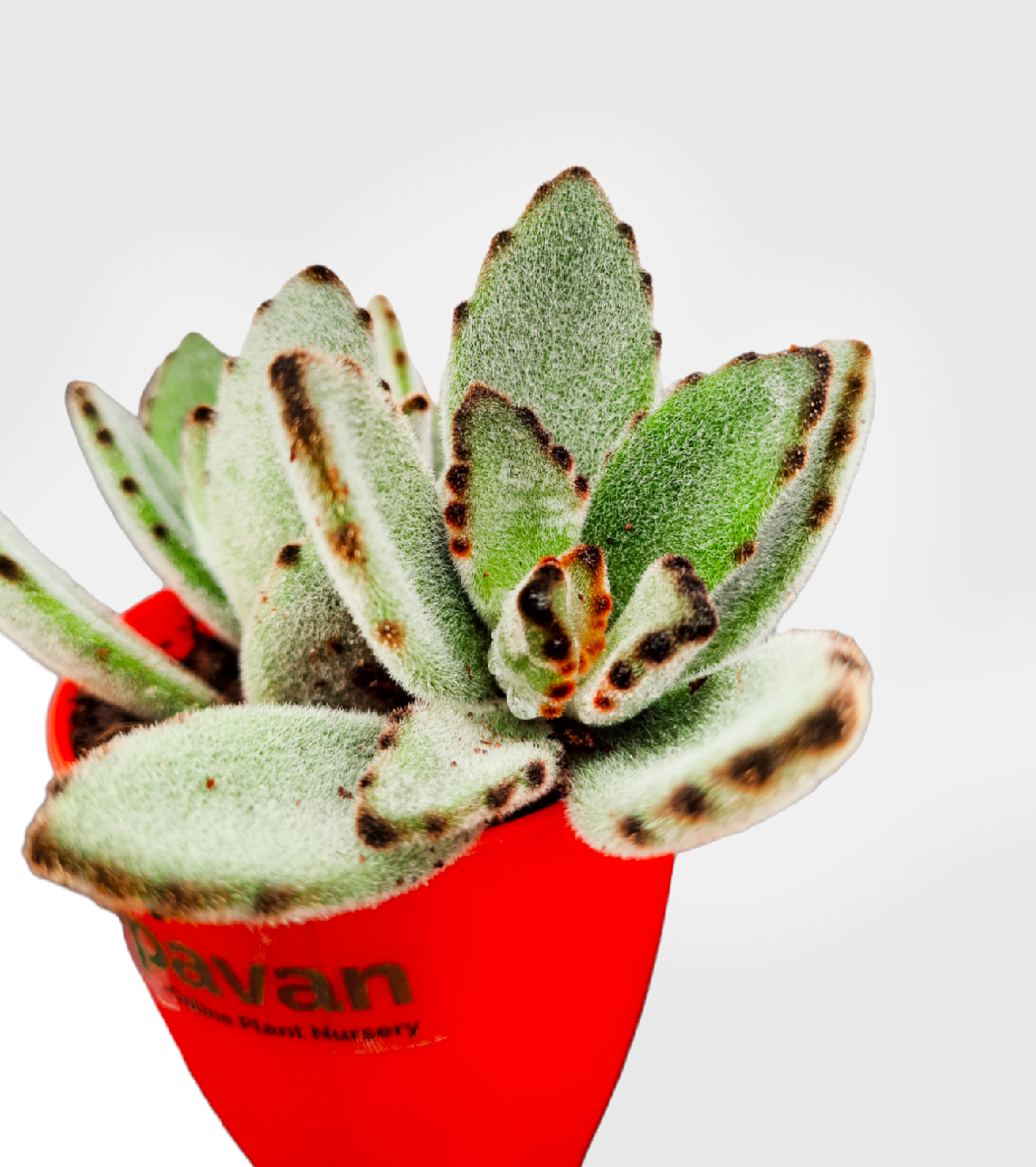 Kalanchoe Tomentosa Plant