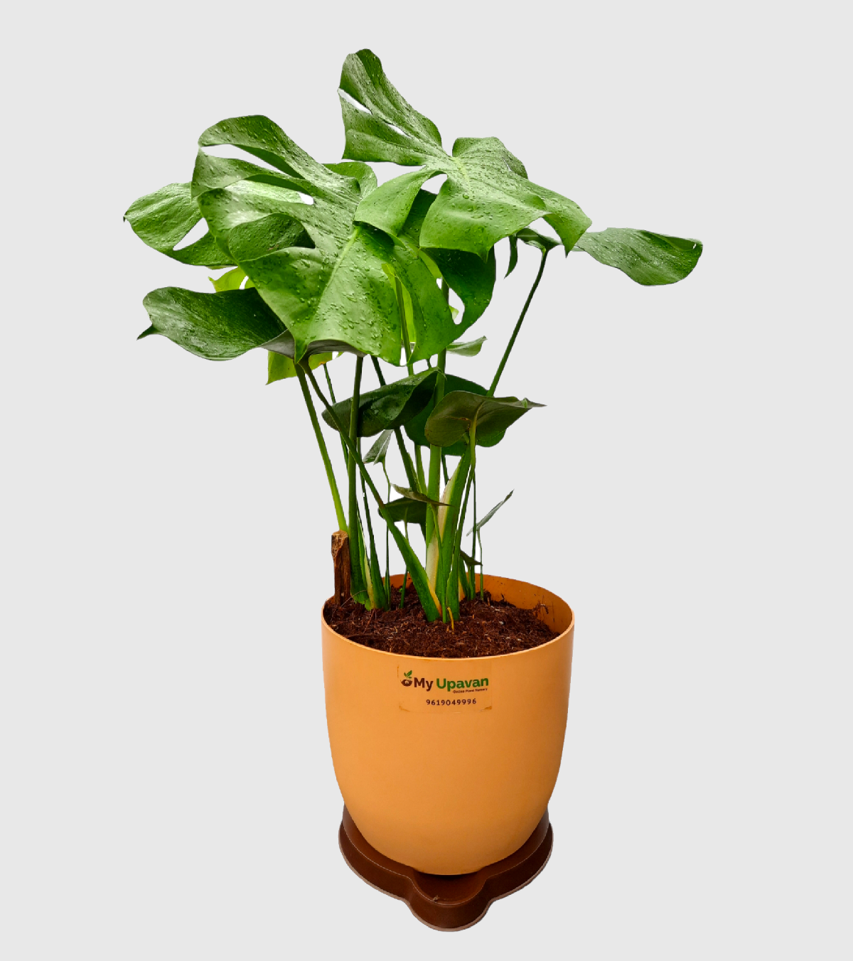 Monstera Deliciosa XL