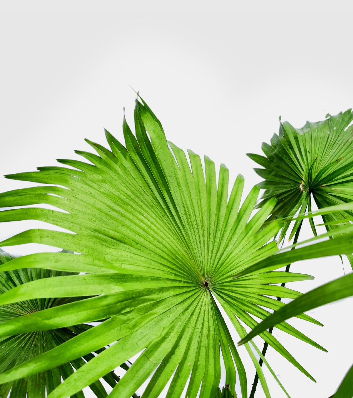 Table Palm Plant