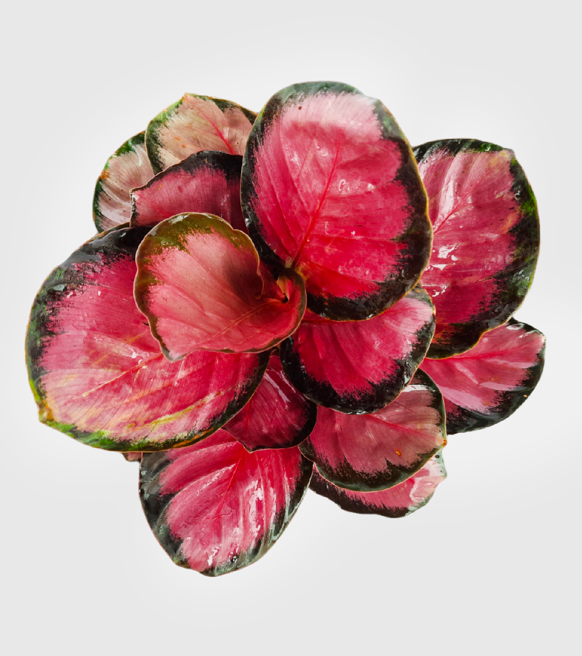 Calathea Rosy Rare Plant
