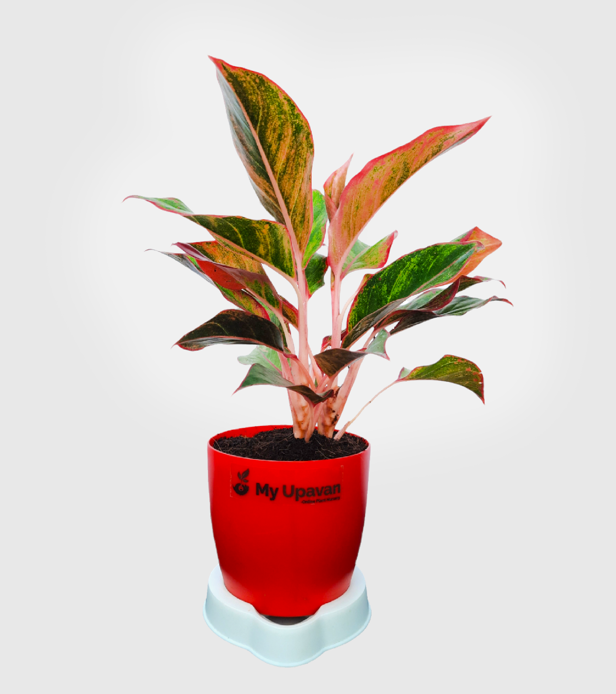 Aglaonema Red Plant