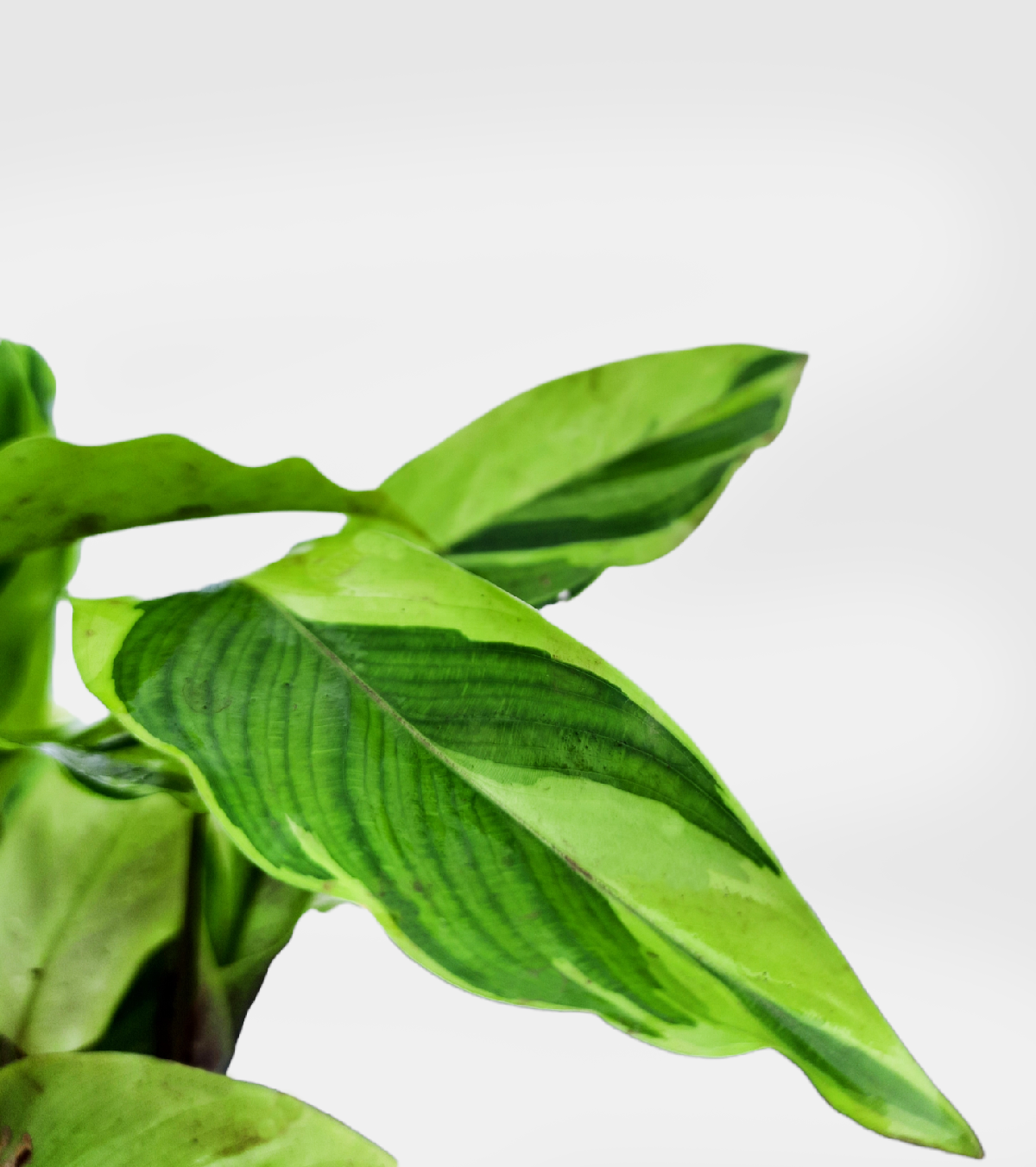 Calathea Yellow Fusion Plant