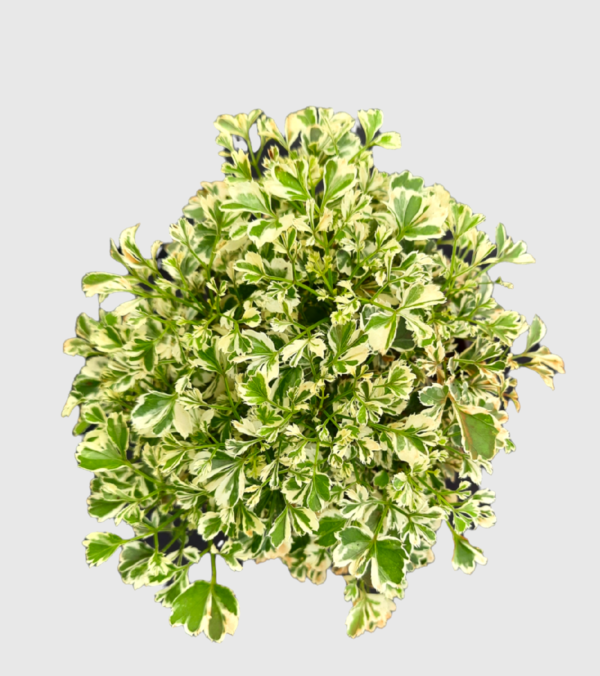 Aralia Variegated White Plant- Mini