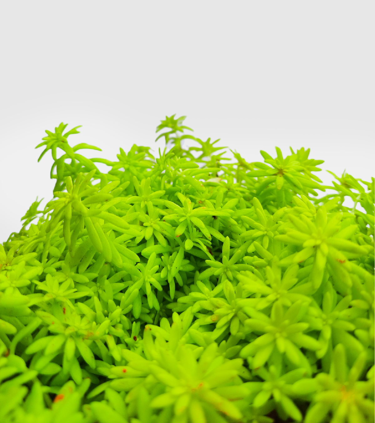 Golden Sedum Plant - Medium