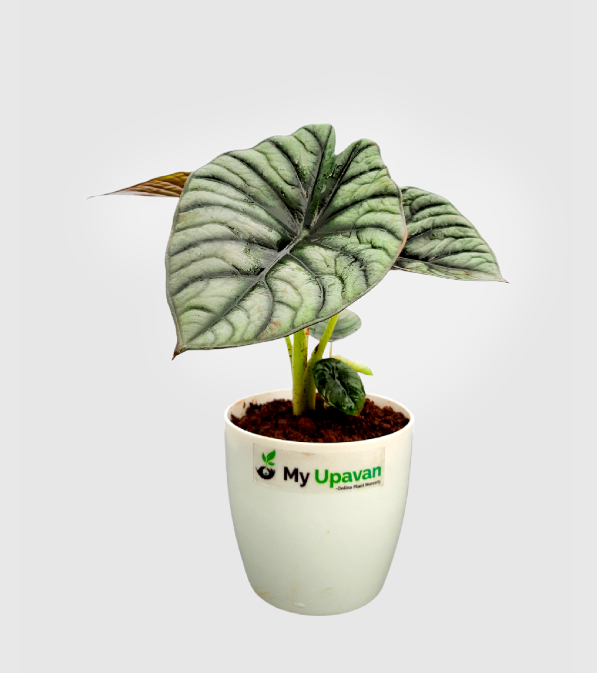 Alocasia Nebula Plant