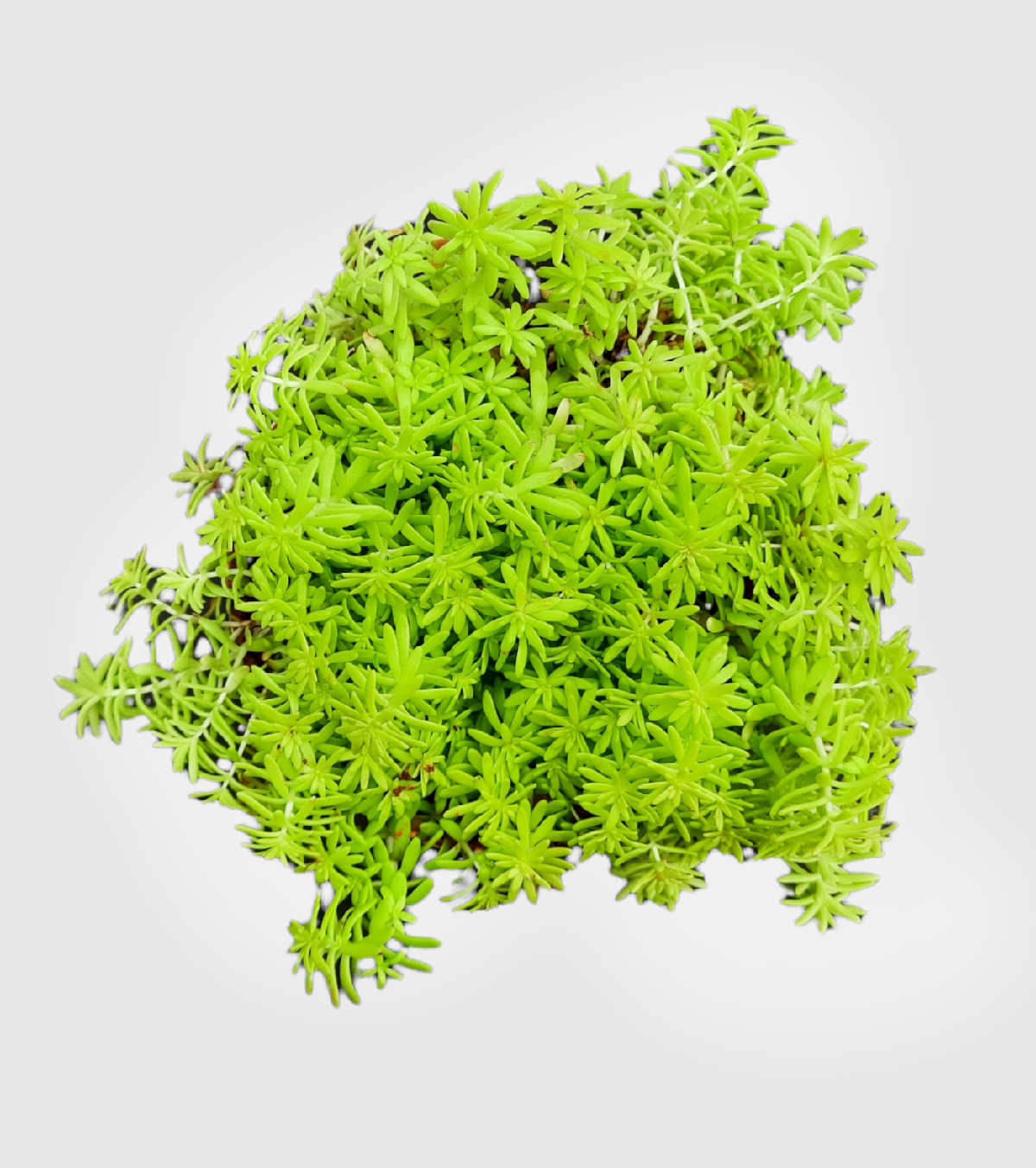 Golden Sedum Plant - Medium