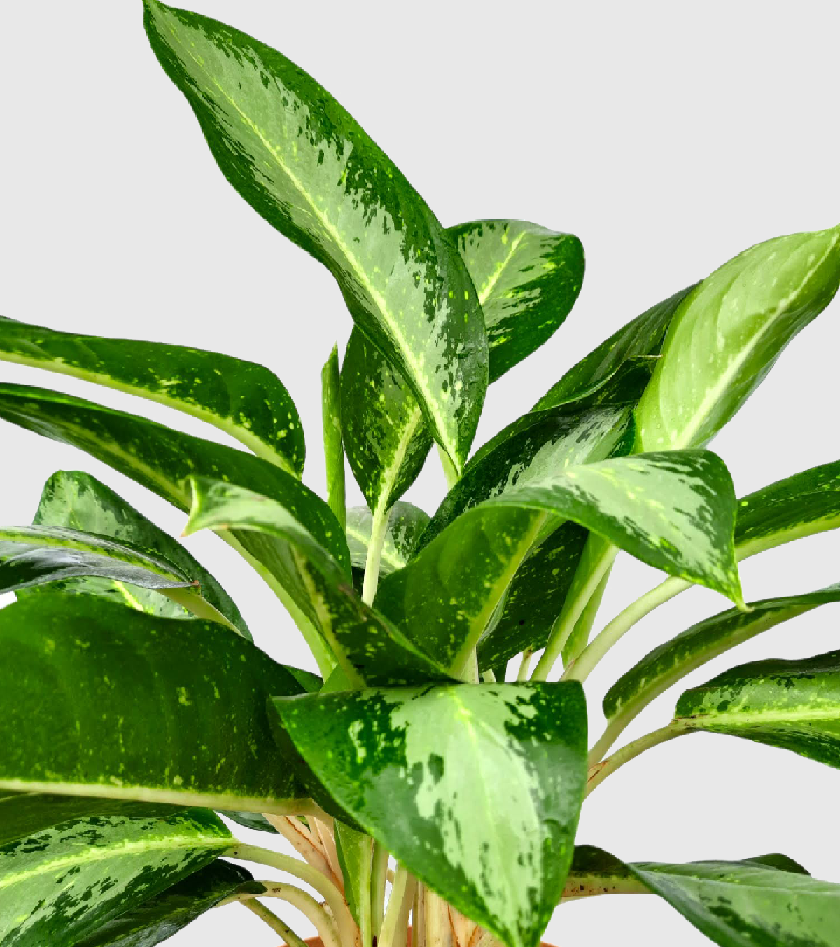 Aglaonema Pearl Plant