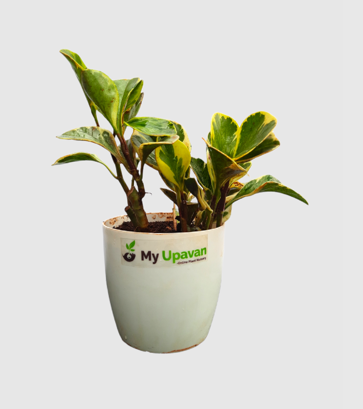 Peperomia Variegata Plant