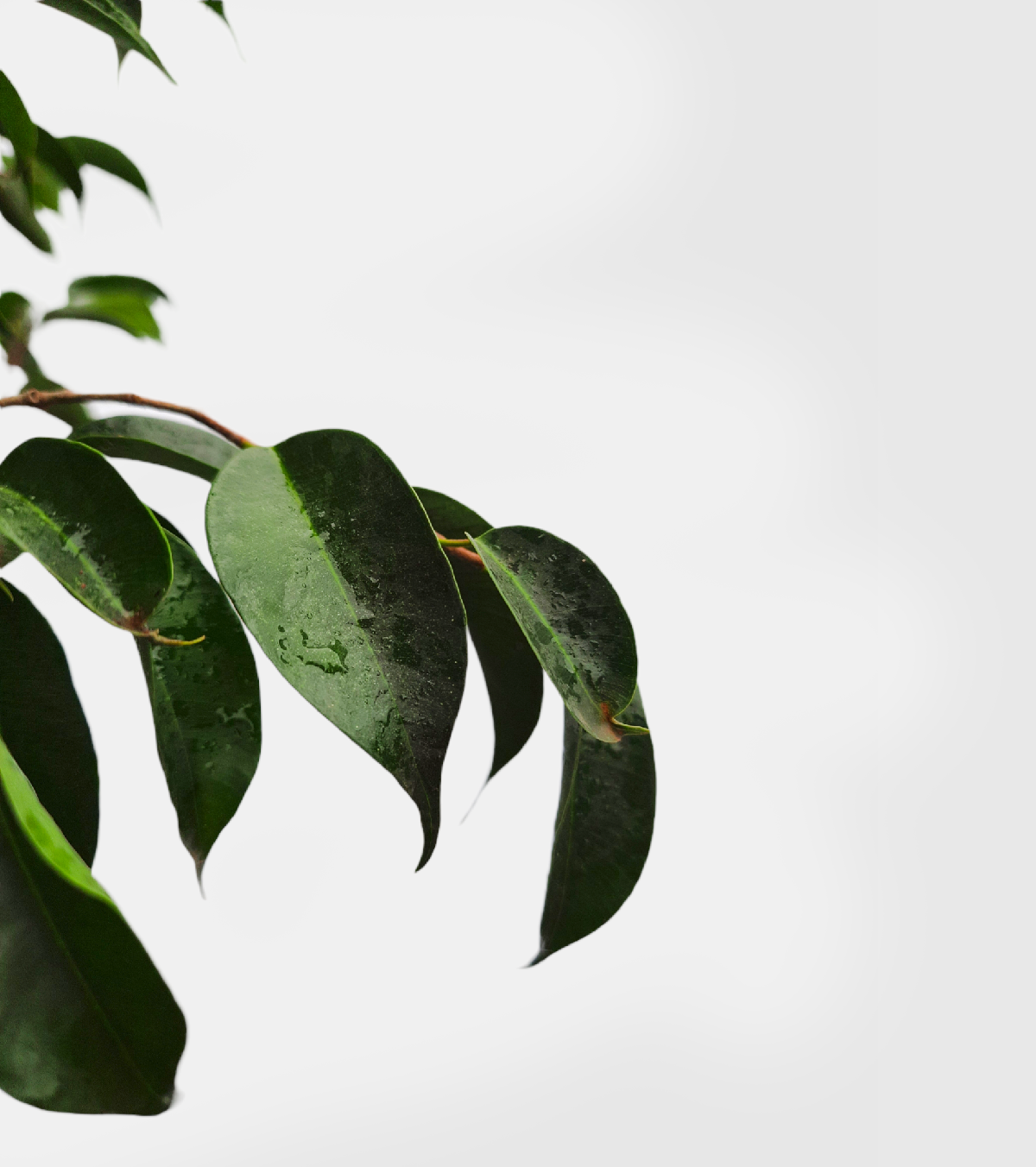 Ficus Benjamina / Weeping Fig Plant