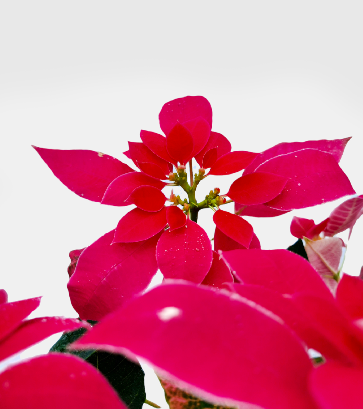 Poinsettia Pink Plant