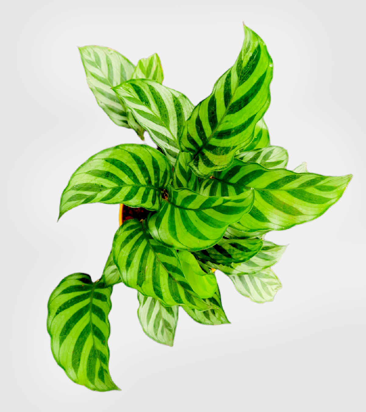 Calathea Freddie