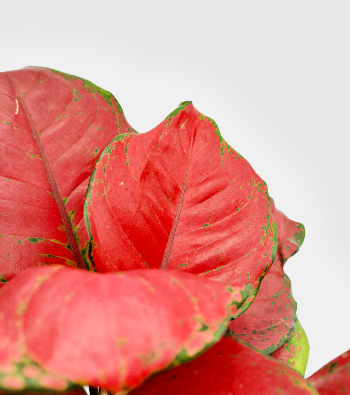 Aglaonema Light Pink Plant