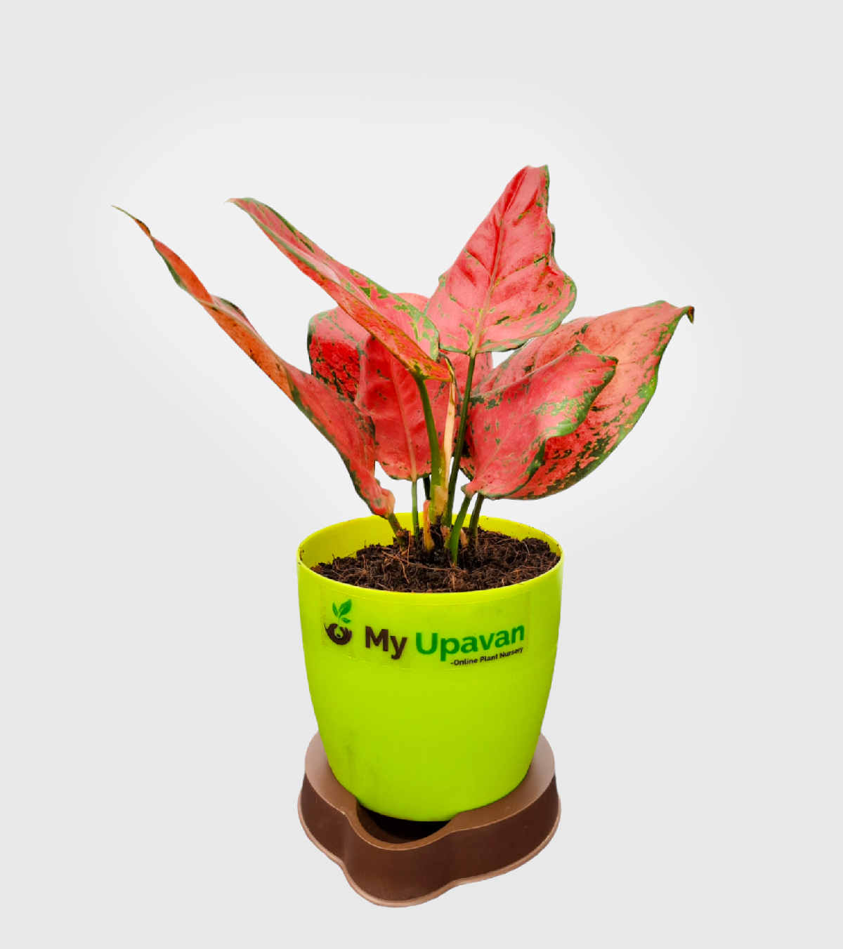 Aglaonema Dark Pink Plant