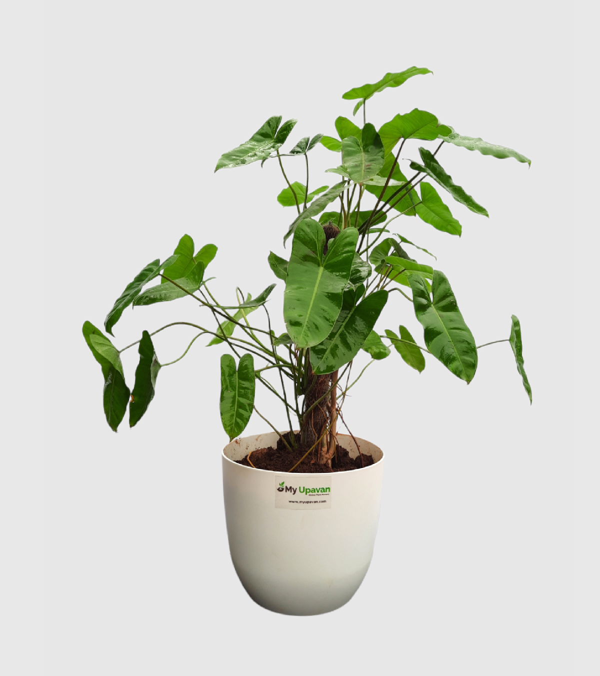 Philodendron Erubescens Plant