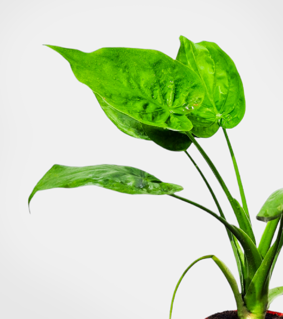 Alocasia Cucullata Plant