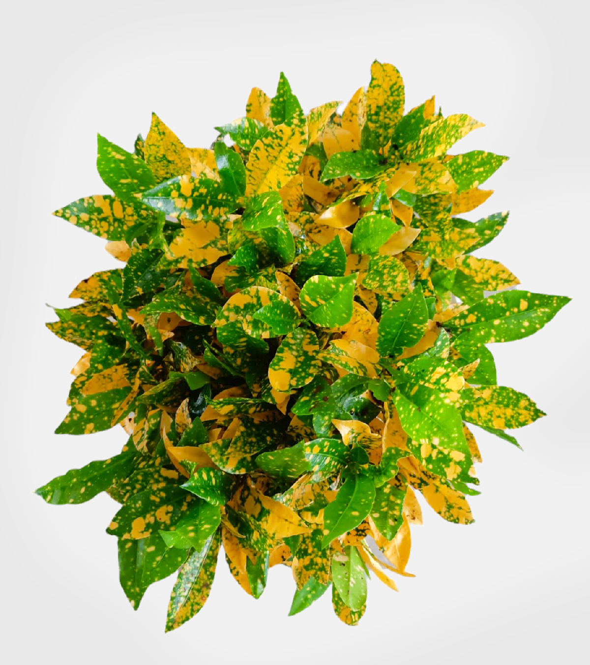 Lemon Croton Medium