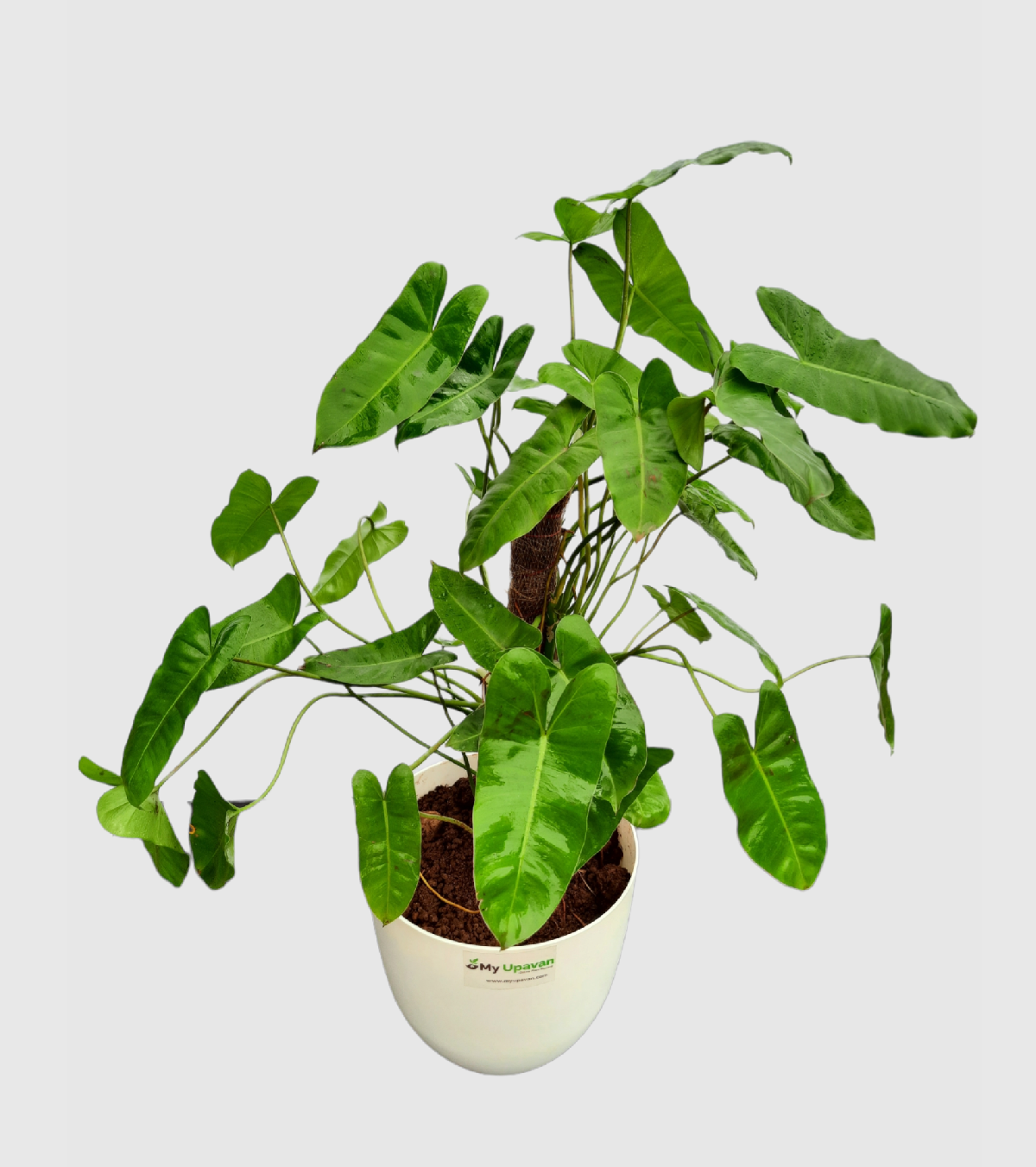 Philodendron Erubescens Plant