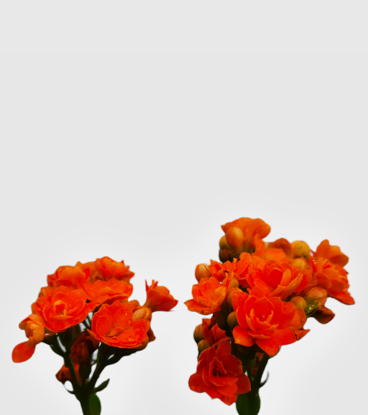 Kalanchoe Plant - Orange