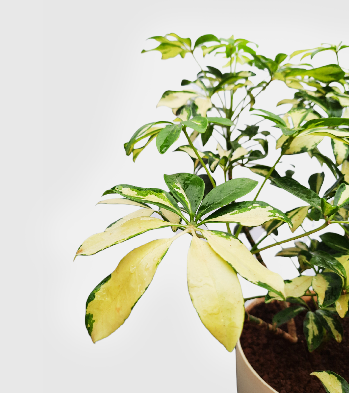 Saplera [Schefflera Verigated Plant]