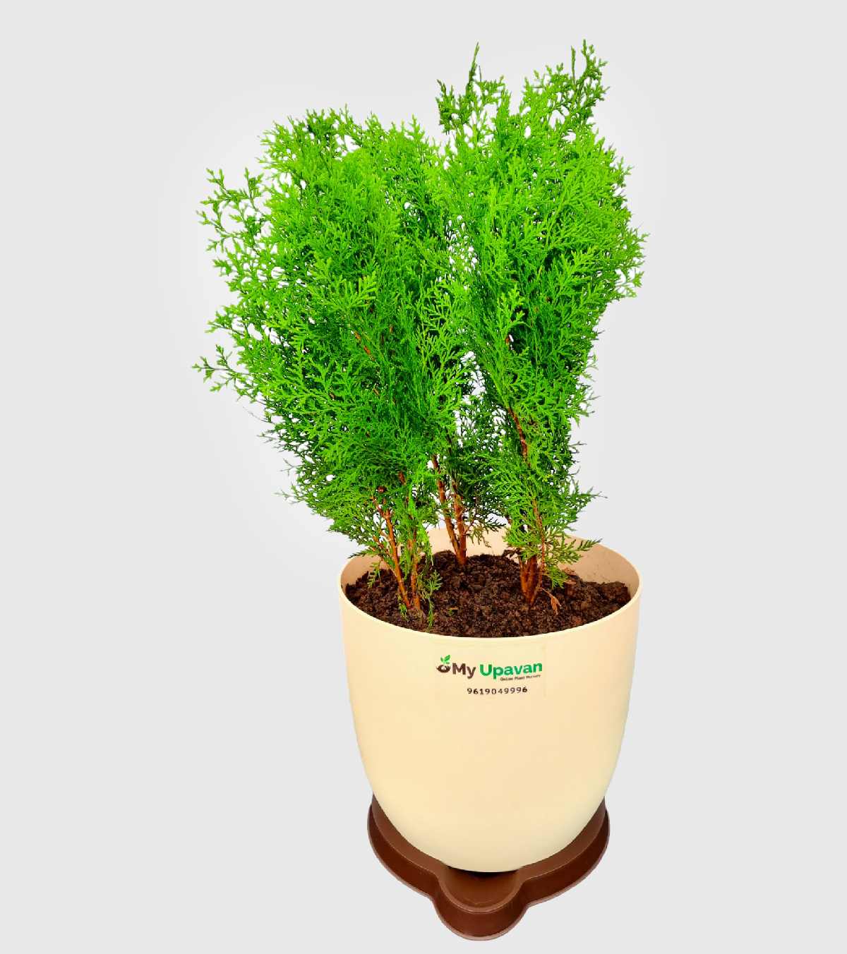 Thuja Plant