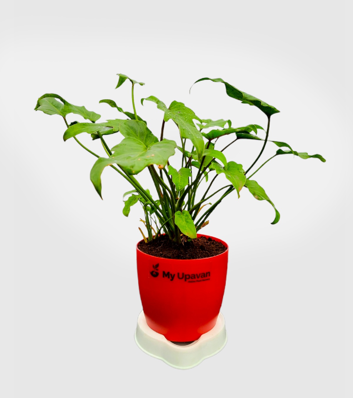 Philodendron Xanadu Plant - Green