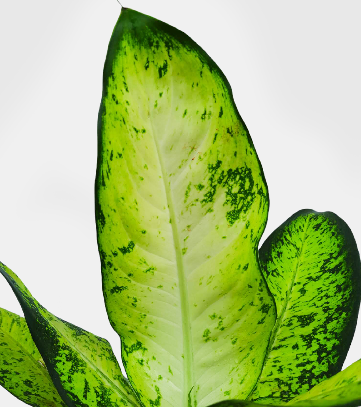 Aglaonema Chinese Evergreen