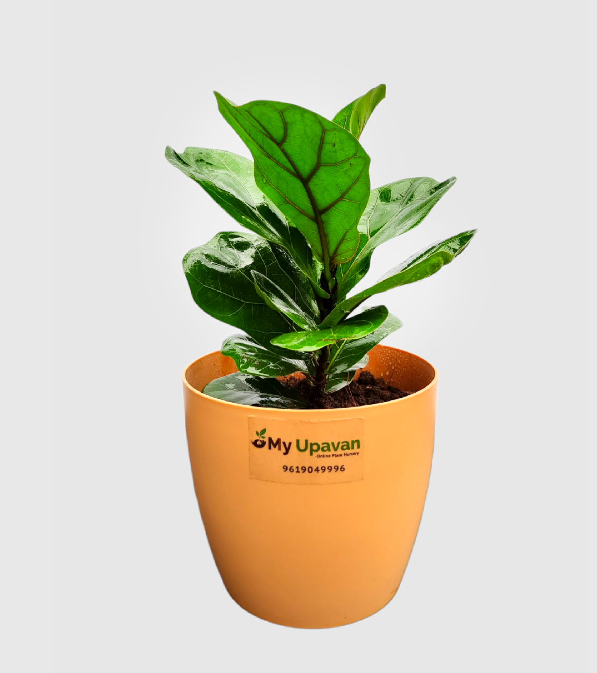 Fiddle Leaf Fig Plant - Bambino Large