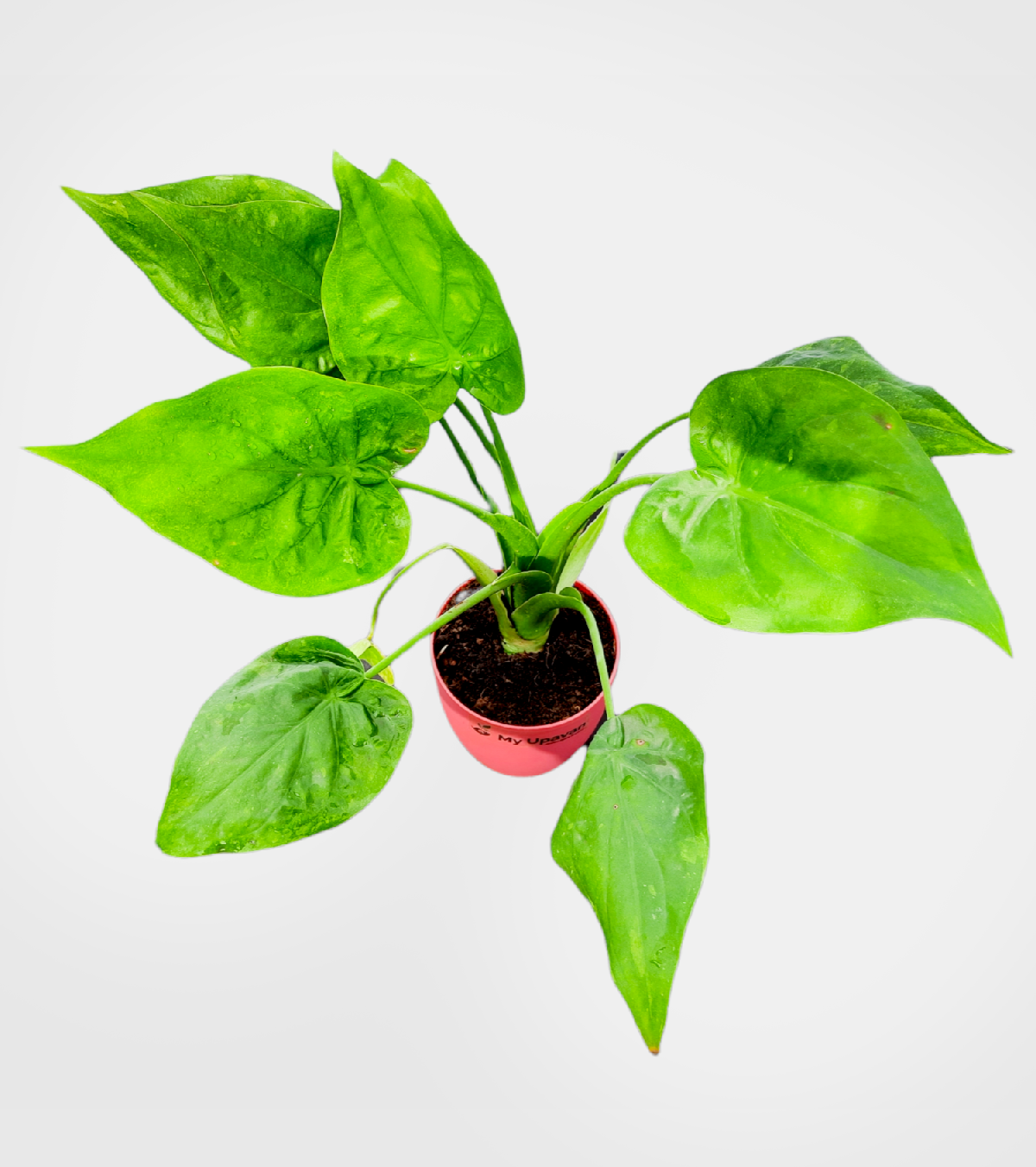 Alocasia Cucullata Plant