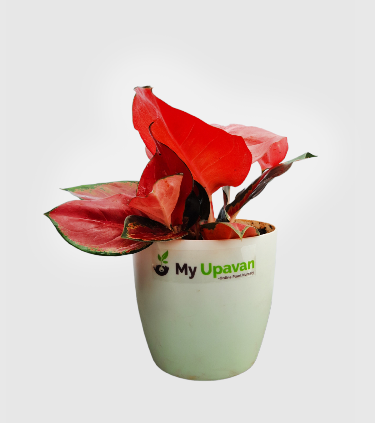 Aglaonema Elegance Plant