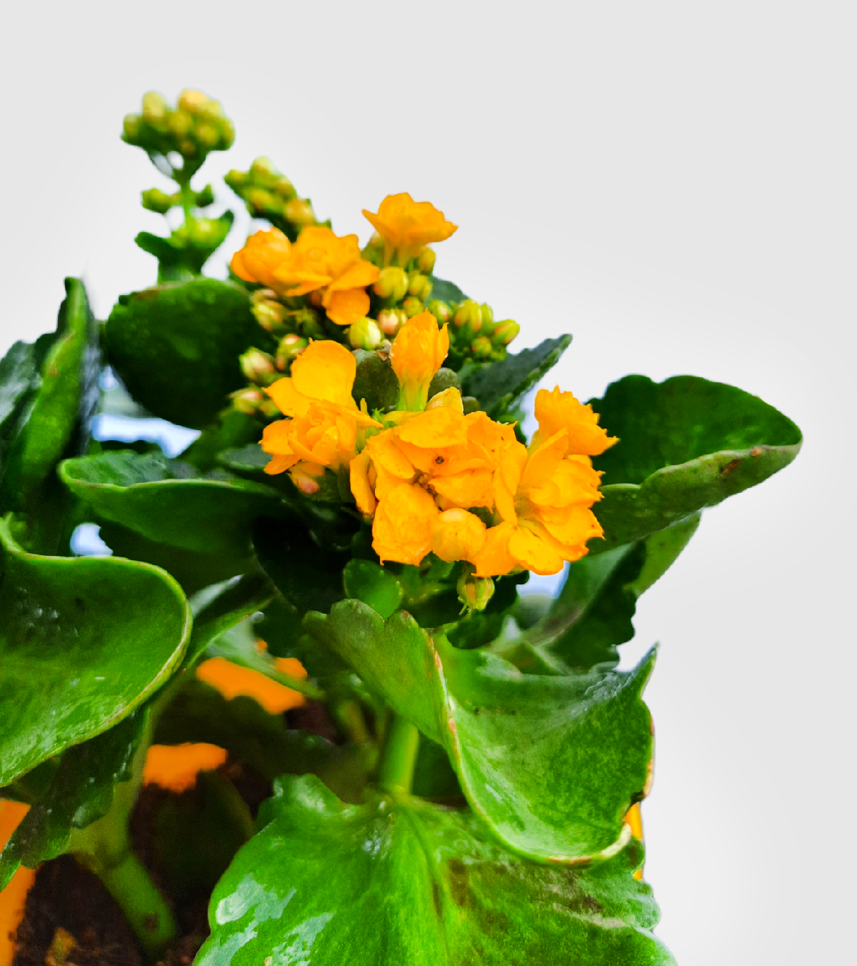 Kalanchoe Plant - Yellow